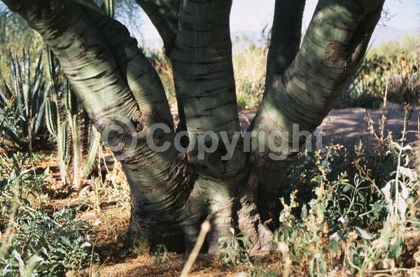 Yellow blooms; Deciduous; Broadleaf; North American Native