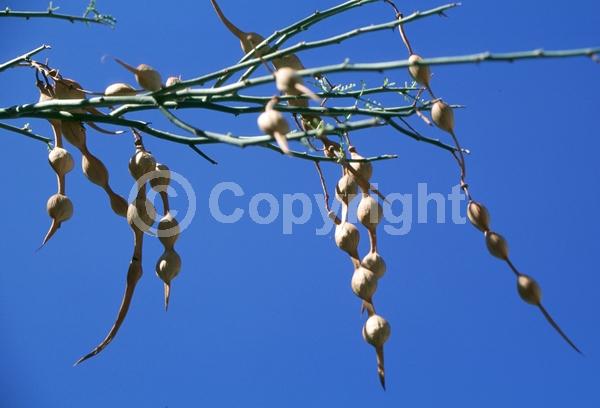 Yellow blooms; Deciduous; Broadleaf; North American Native