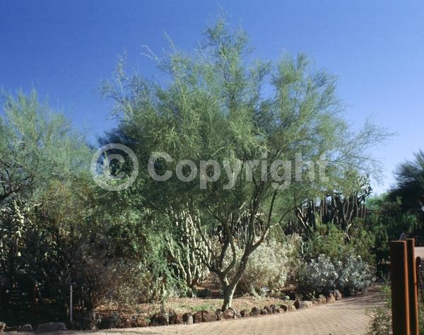 Yellow blooms; Deciduous; Broadleaf; North American Native