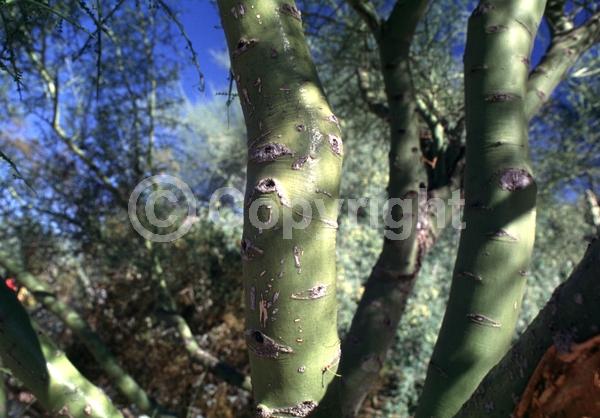 Yellow blooms; Deciduous; Broadleaf; North American Native