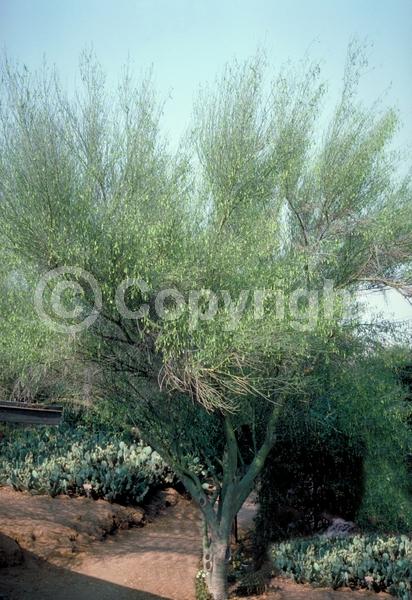 Yellow blooms; Deciduous; Broadleaf; North American Native
