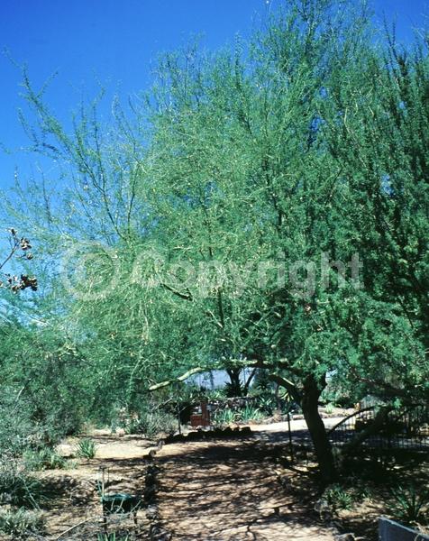 Yellow blooms; Semi-evergreen; Deciduous; Broadleaf; North American Native