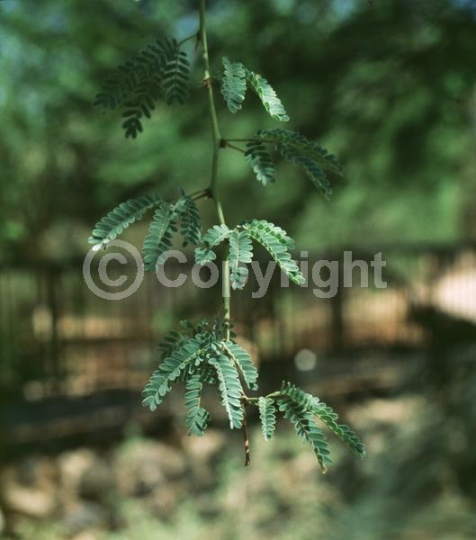 Yellow blooms; Semi-evergreen; Deciduous; Broadleaf; North American Native