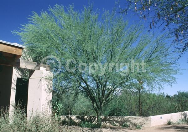 Yellow blooms; Semi-evergreen; Deciduous; Broadleaf; North American Native
