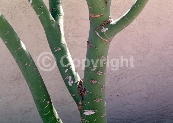 Yellow blooms; Semi-evergreen; Deciduous; Broadleaf; North American Native