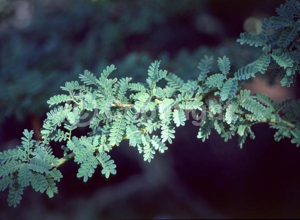 Yellow blooms; Semi-evergreen; Deciduous; Broadleaf; North American Native