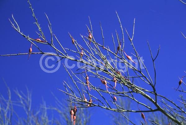Yellow blooms; Deciduous; Broadleaf; North American Native