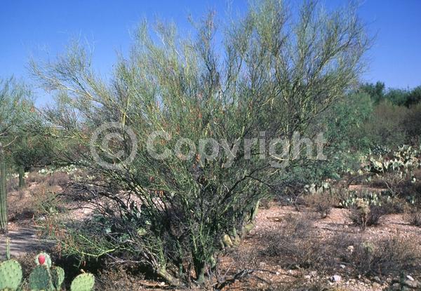 Yellow blooms; Deciduous; Broadleaf; North American Native