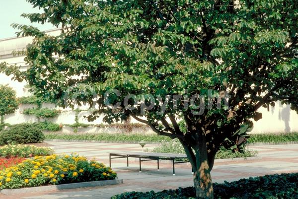 Red blooms; Deciduous; Broadleaf
