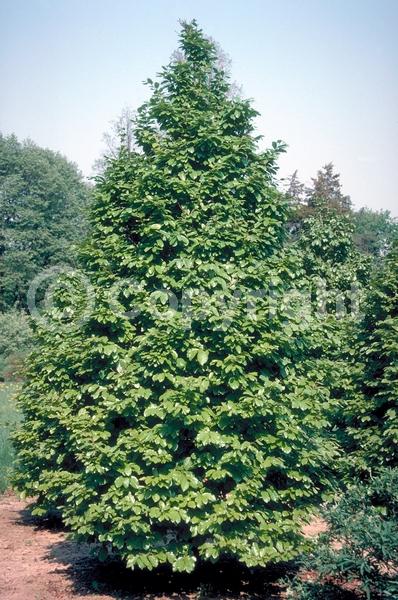 Red blooms; Deciduous; Broadleaf