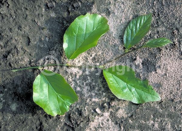 Red blooms; Deciduous; Broadleaf