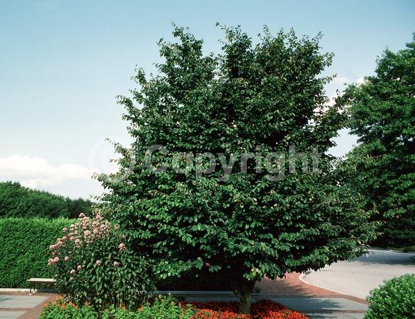 Red blooms; Deciduous; Broadleaf