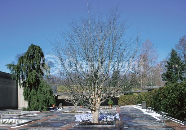 Red blooms; Deciduous; Broadleaf