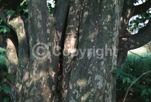 Red blooms; Deciduous; Broadleaf