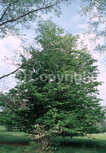 Red blooms; Deciduous; Broadleaf