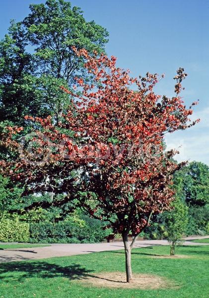 Red blooms; Deciduous; Broadleaf