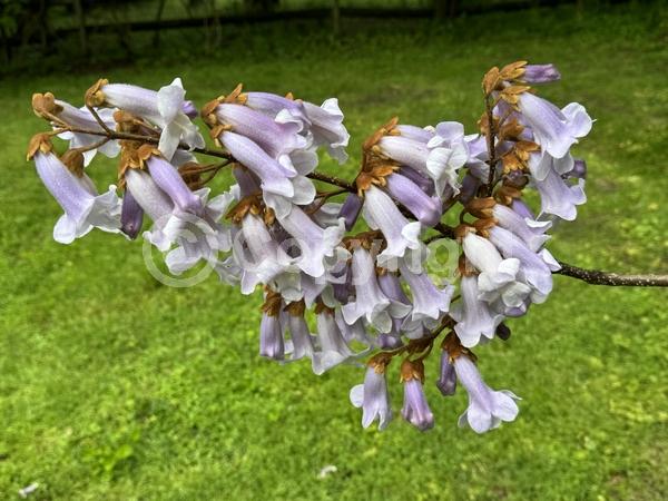 Lavender blooms; Deciduous; Broadleaf
