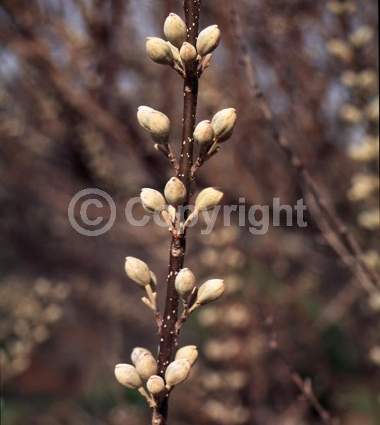 Lavender blooms; Deciduous; Broadleaf