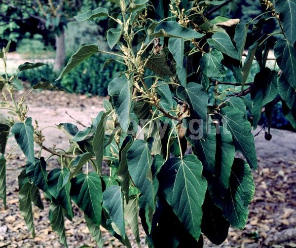 Lavender blooms; Deciduous; Broadleaf