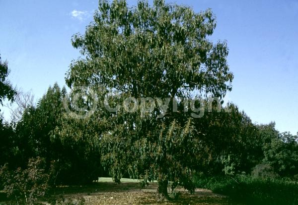 Lavender blooms; Deciduous; Broadleaf