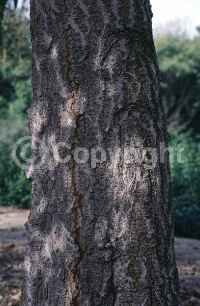 Lavender blooms; Deciduous; Broadleaf
