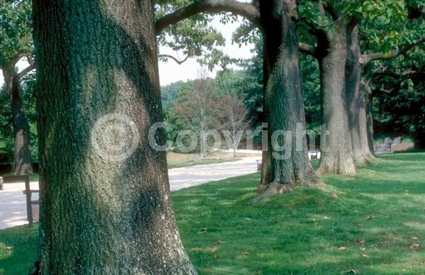 Lavender blooms; Deciduous; Broadleaf