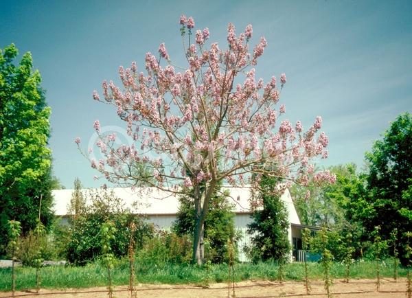 Lavender blooms; Deciduous; Broadleaf