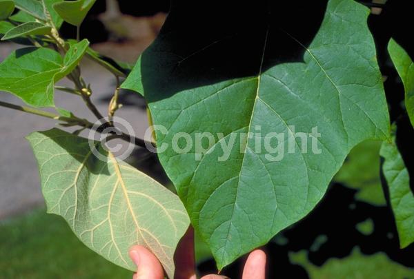 Lavender blooms; Deciduous; Broadleaf