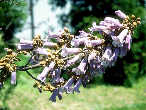 Lavender blooms; Deciduous; Broadleaf