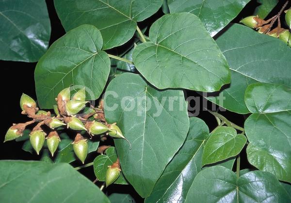 Lavender blooms; Deciduous; Broadleaf