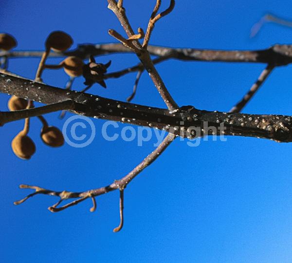 Lavender blooms; Deciduous; Broadleaf