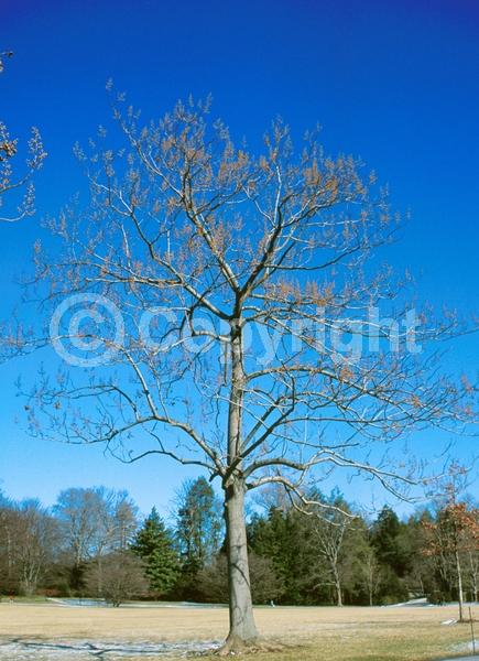 Lavender blooms; Deciduous; Broadleaf