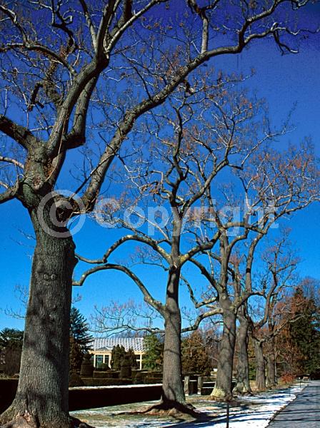 Lavender blooms; Deciduous; Broadleaf
