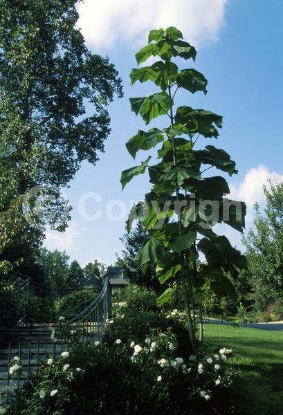 Lavender blooms; Deciduous; Broadleaf