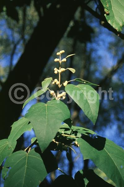 Lavender blooms; Deciduous; Broadleaf