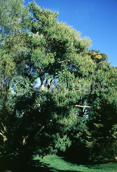 Lavender blooms; Deciduous; Broadleaf