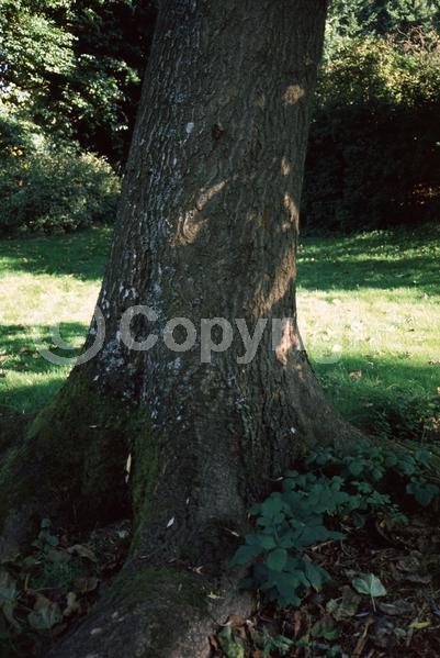 Lavender blooms; Deciduous; Broadleaf