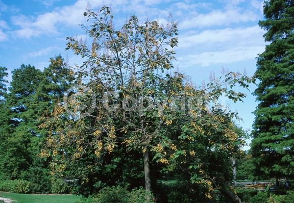 Lavender blooms; Deciduous; Broadleaf