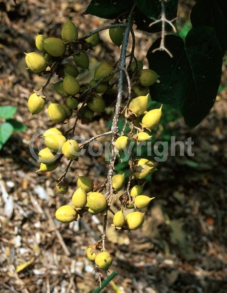 Lavender blooms; Deciduous; Broadleaf