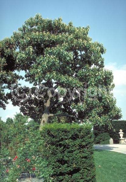 Lavender blooms; Deciduous; Broadleaf