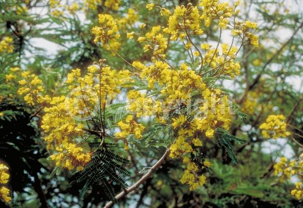 Yellow blooms; Semi-evergreen