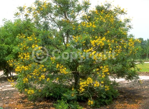 Yellow blooms; Semi-evergreen