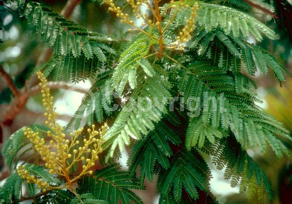 Yellow blooms; Semi-evergreen