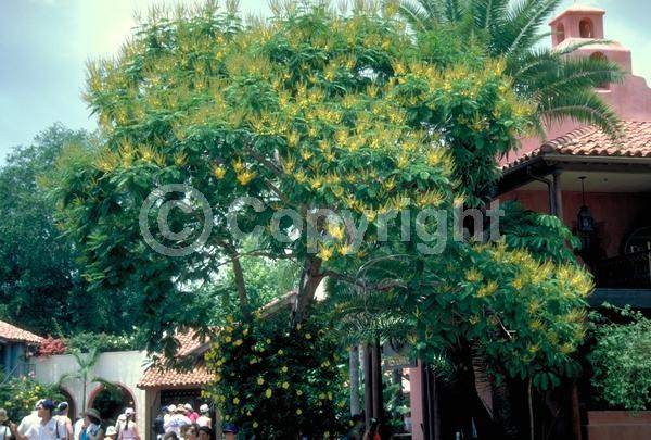 Yellow blooms; Semi-evergreen