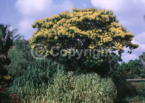Yellow blooms; Semi-evergreen