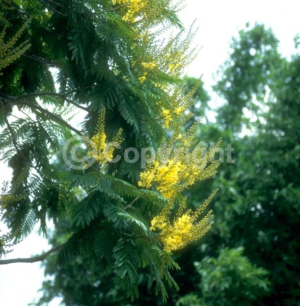 Yellow blooms; Semi-evergreen