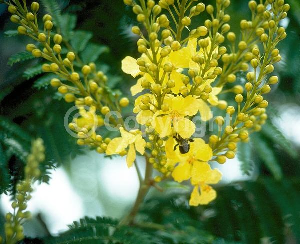 Yellow blooms; Semi-evergreen
