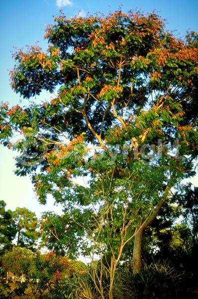 Yellow blooms; Semi-evergreen