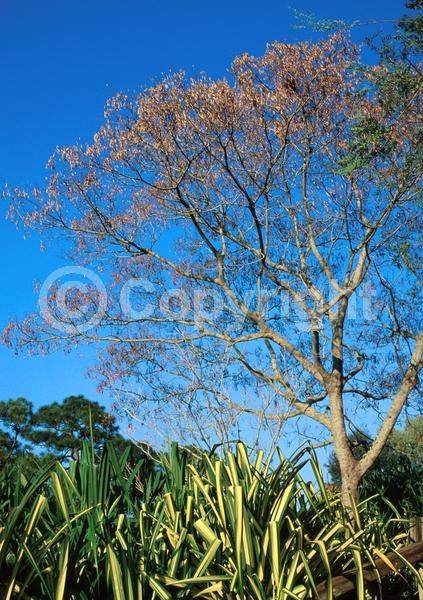 Yellow blooms; Semi-evergreen