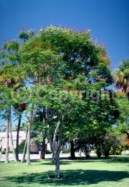 Yellow blooms; Semi-evergreen